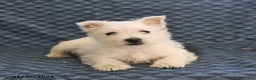 West Highland Terrier dogs for sale: Harold - Ad 5