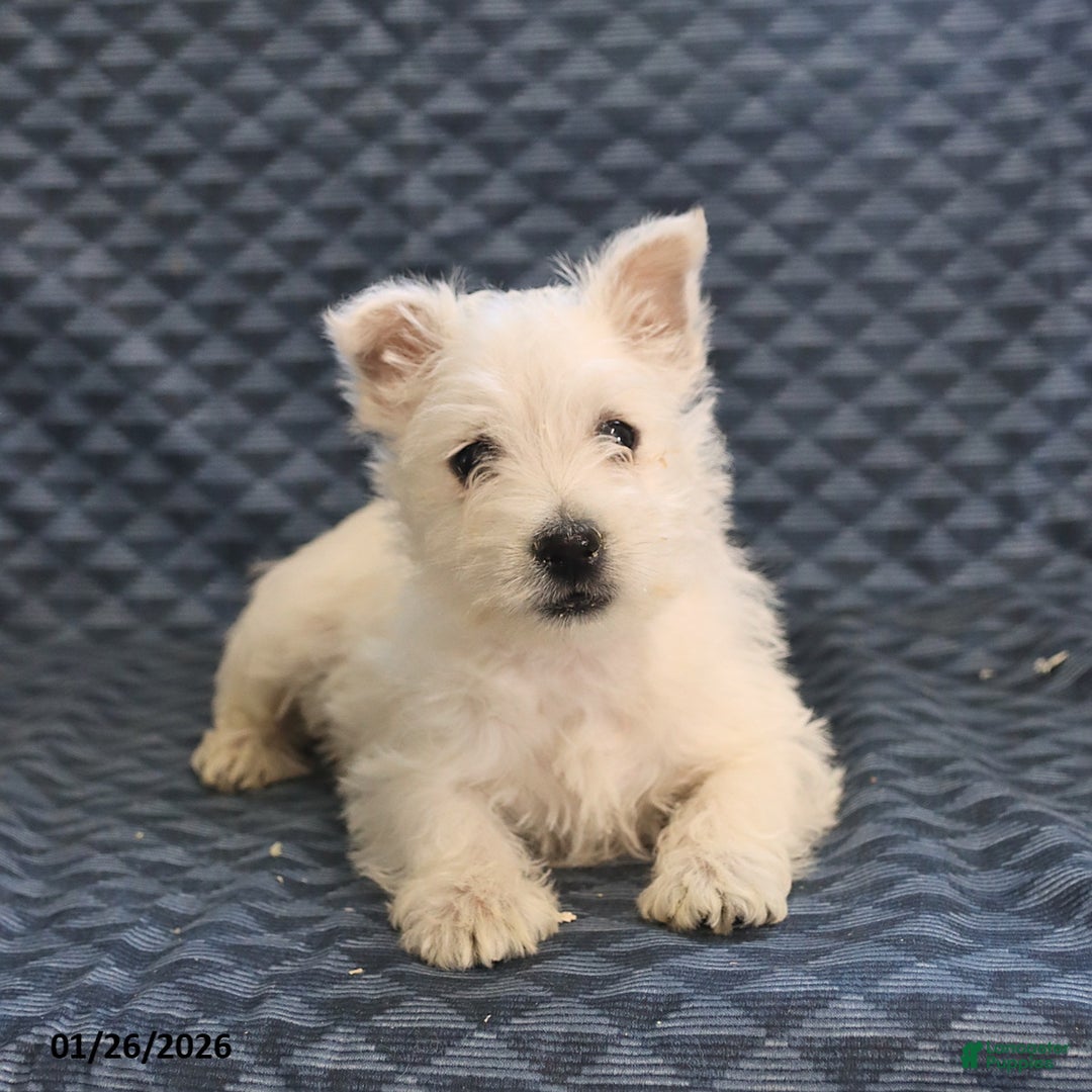 West Highland Terrier dogs for sale: Harold - Ad 5