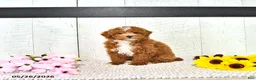 Miniature Poodle dogs for sale: Ronnie - Ad 4