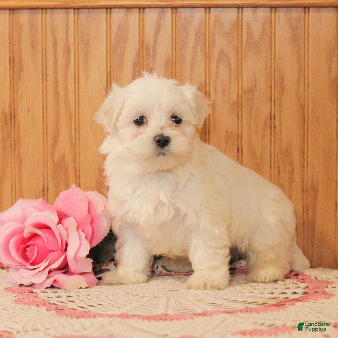 Malshi dogs for sale: Jewel - Ad 2