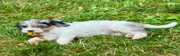 Mini Bernedoodle dogs for sale: Katniss - Ad 5