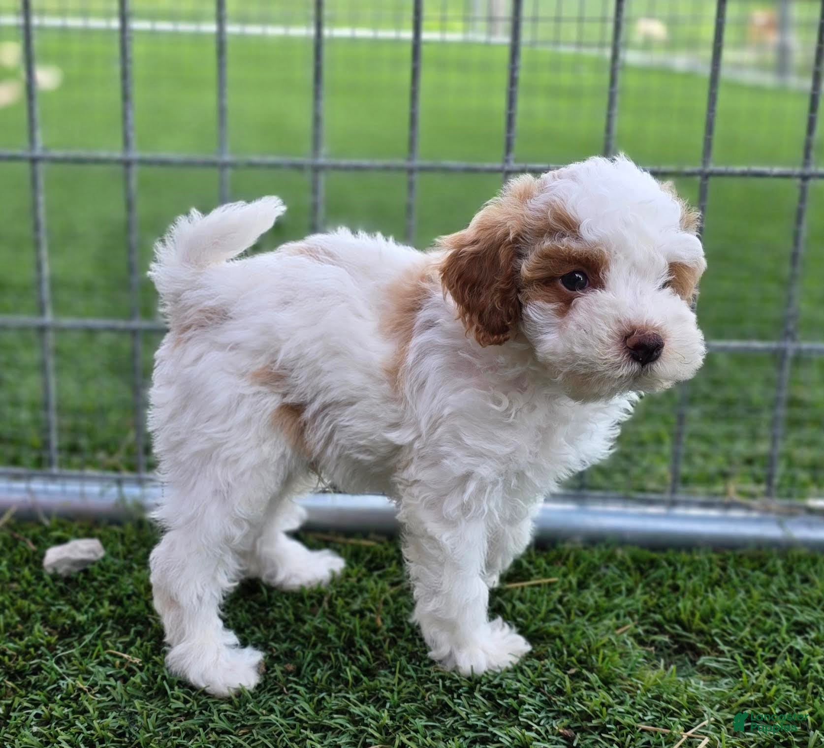 Miniature Poodle dogs Garfield Miniature Poodle Puppy  - Ad 2