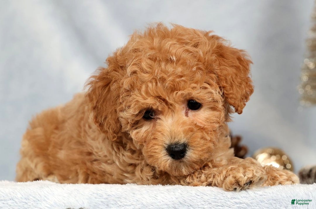 Bichpoo dogs for sale: Rosie - Ad 5