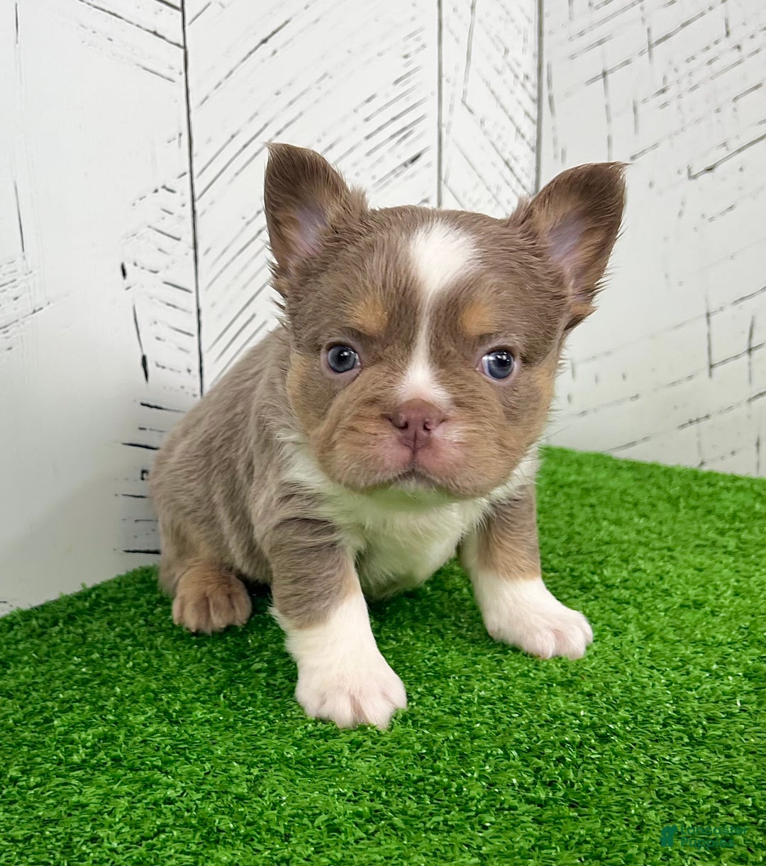 French Bulldog dogs for sale: Boss - Ad 3