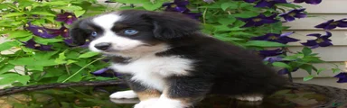 Milo