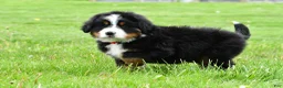 Bernese Mountain Dog dogs for sale: Ranger - Ad 5