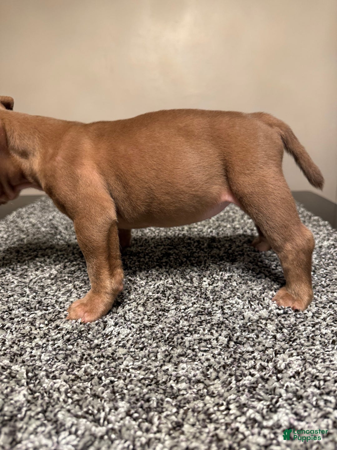 American Bully dogs for sale: American Bully Puppy 5 - Ad 11