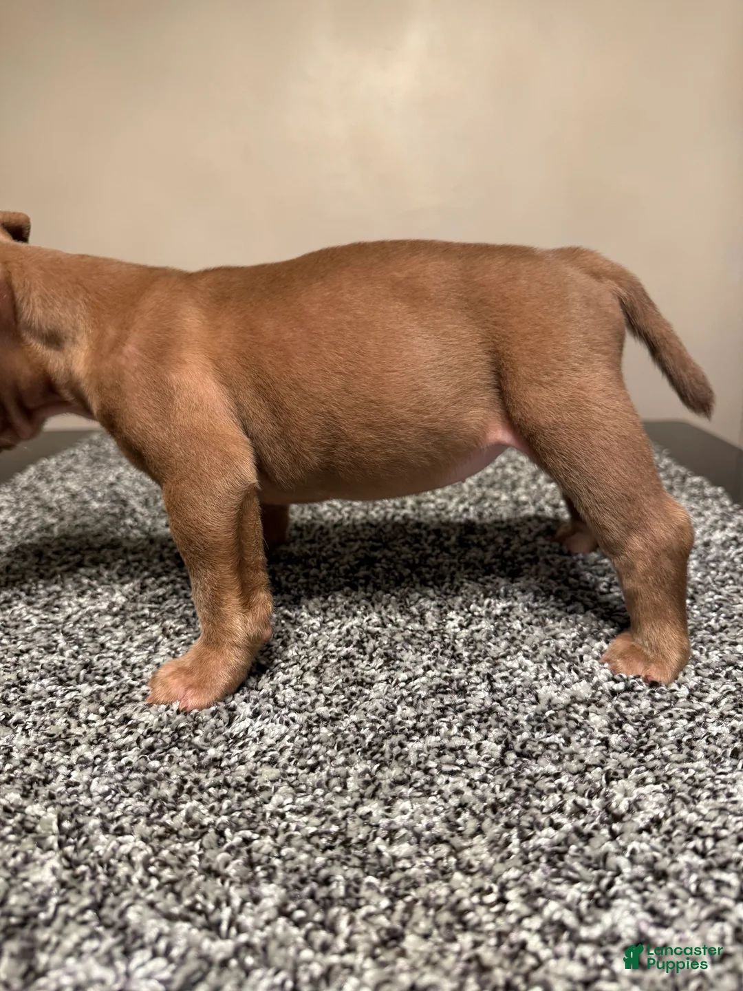 American Bully dogs for sale: American Bully Puppy 3 - Ad 13
