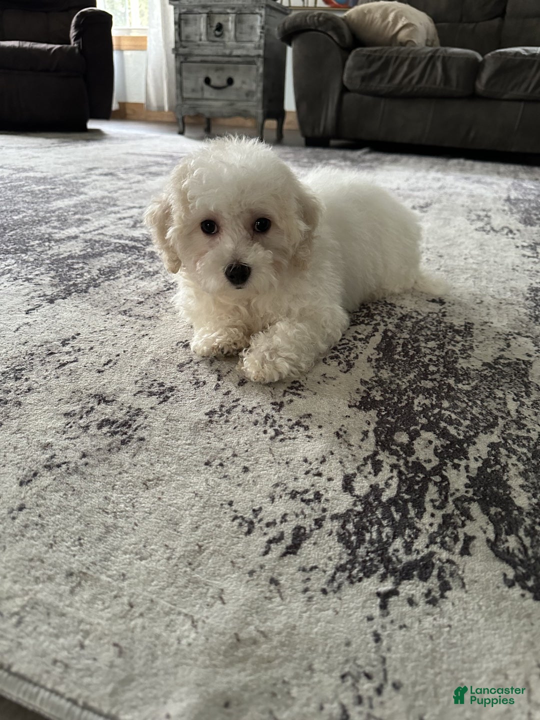 Bichpoo dogs for sale: wendy - Ad 3