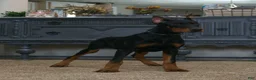 Doberman Pinscher dogs for sale: Natasha AKC European Doberman HUGE! - Ad 3