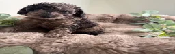 Toy Poodle dogs for sale: Apollo - Ad 7