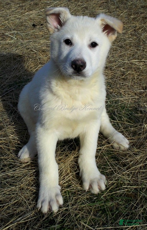 German Shepherd dogs German Shepherd Puppy 1 - Ad 24