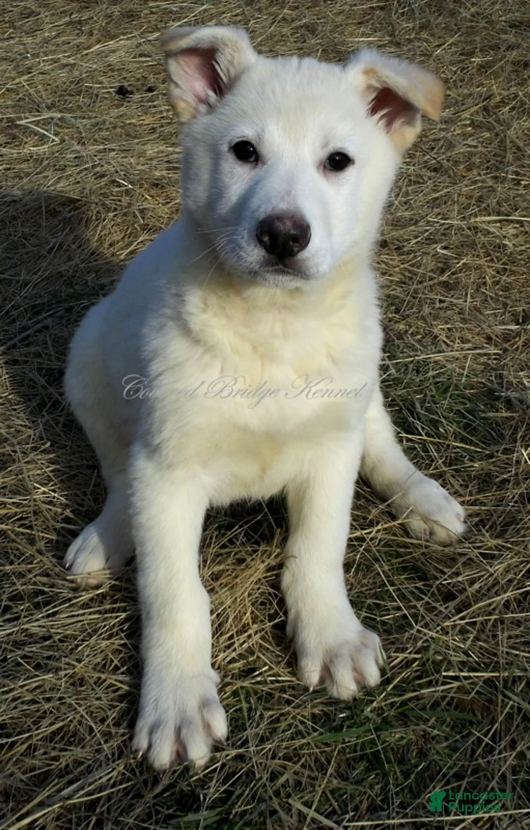 German Shepherd dogs for sale: German Shepherd Puppy 1 - Ad 1