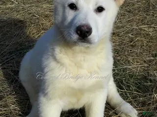 German Shepherd dogs German Shepherd Puppy 1 - Ad 24