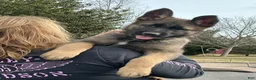 German Shepherd dogs for sale: German Shepherd Puppy 6 - Ad 1