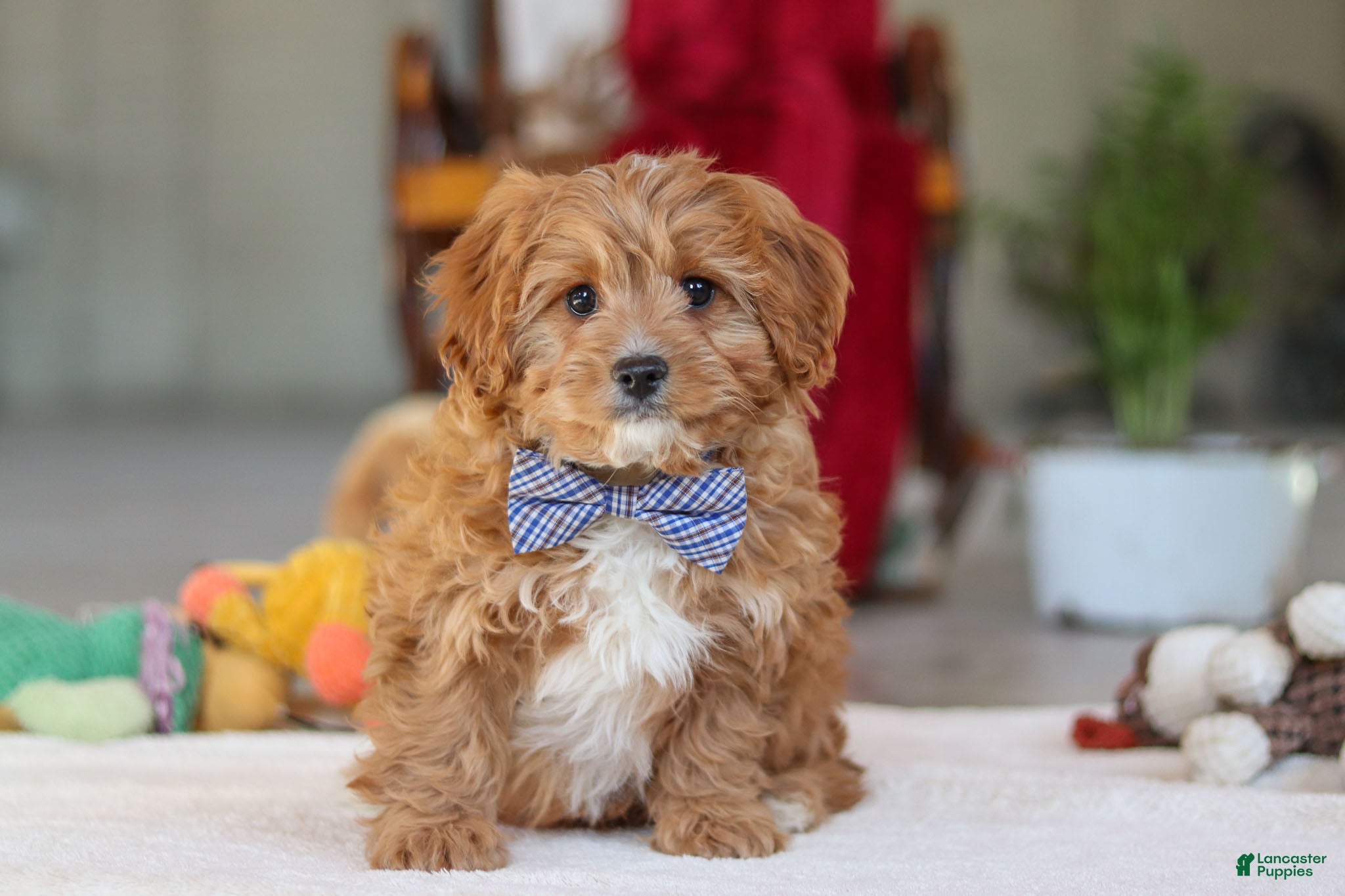 Cavapoo dogs Ollie - Ad 23