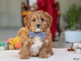 Cavapoo dogs Ollie - Ad 23