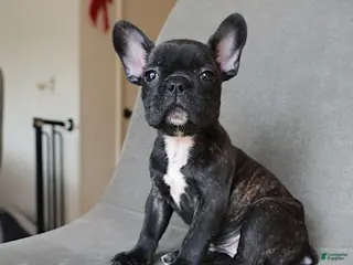 French Bulldog dogs Mocha - Ad 3