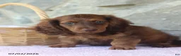 Miniature Dachshund dogs for sale: Winston - Ad 3