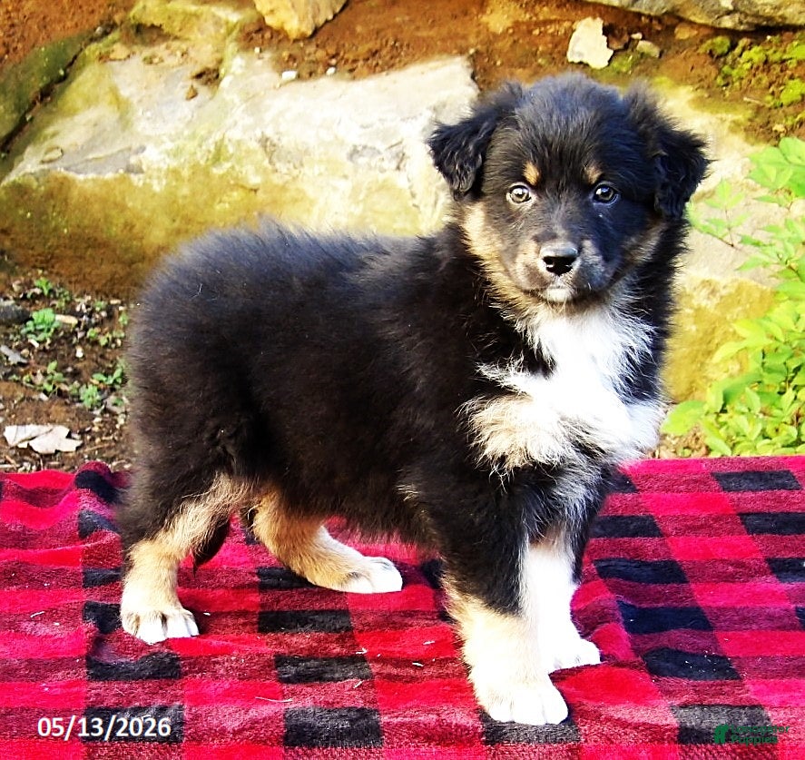 Australian Shepherd dogs Dash - Ad 1