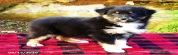 Australian Shepherd dogs for sale: Dash - Ad 1