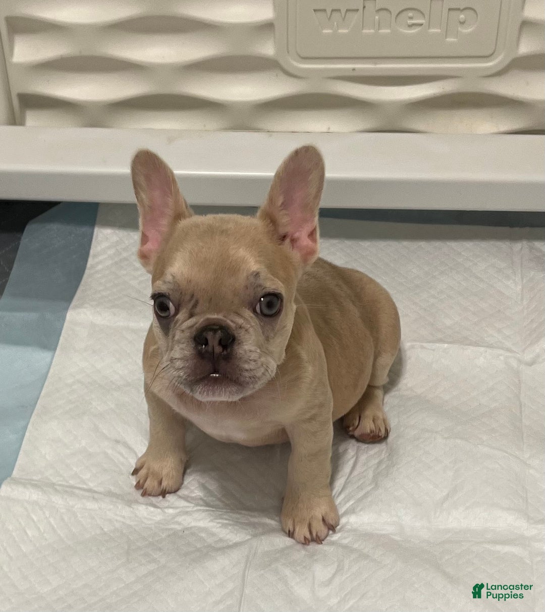 French Bulldog dogs for sale: Nano - Ad 1