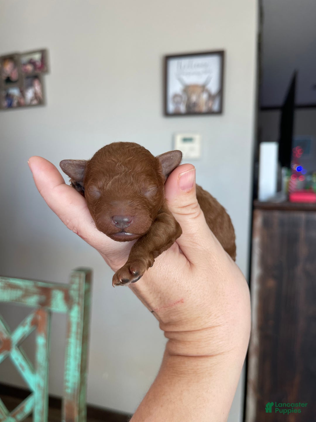 Toy Poodle dogs for sale: Akc bred color Red Boy 1 - Ad 5