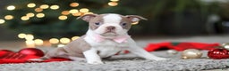 Boston Terrier dogs for sale: Macy - Ad 7