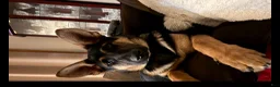 German Shepherd dogs for sale: Maximus  - Ad 6