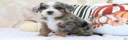 Mini Bernedoodle dogs for sale: Sharon - Ad 3