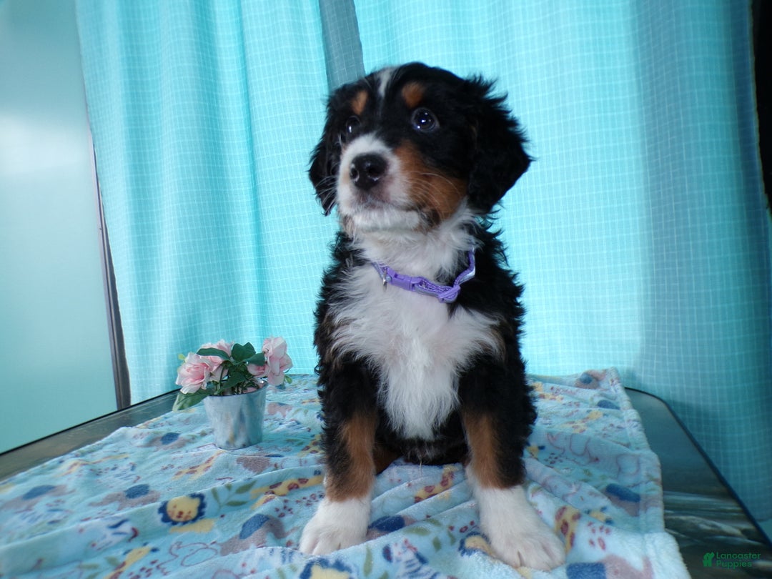 Mini Bernedoodle dogs for sale: Mini Bernedoodle Puppy 1 Carson - Ad 3