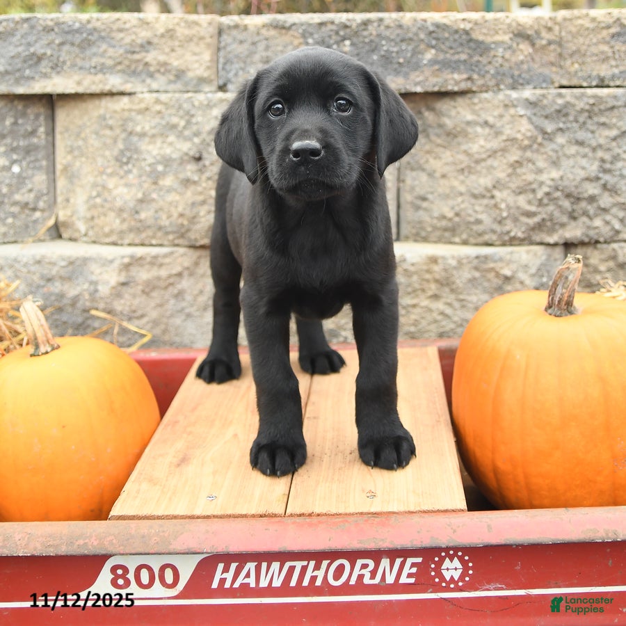 Labrador Retriever dogs Abagail - Ad 26