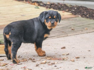 Rottweiler dogs Ellie - Ad 18