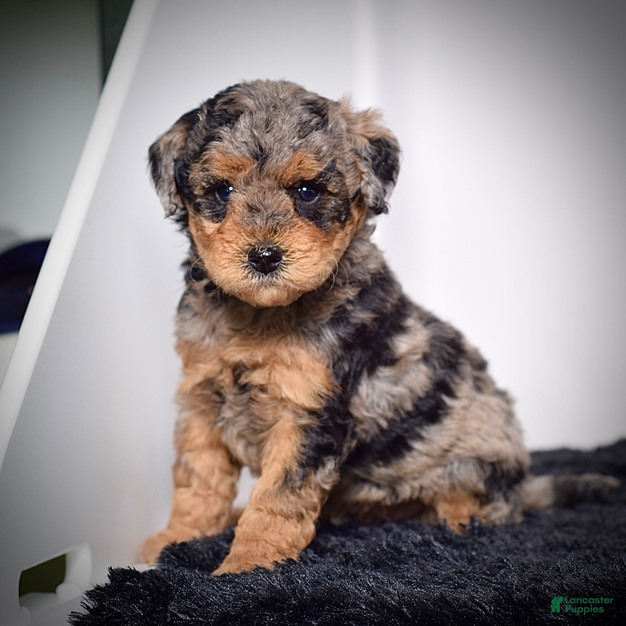 Mini Goldendoodle dogs for sale: Mr. Karl - Ad 3