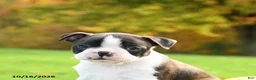 Boston Terrier dogs for sale: Nora - Ad 5