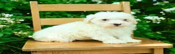 Maltipoo dogs for sale: Karson - Ad 3