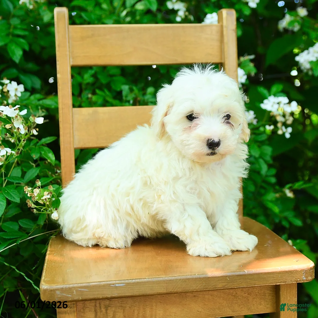 Maltipoo dogs for sale: Karson - Ad 3