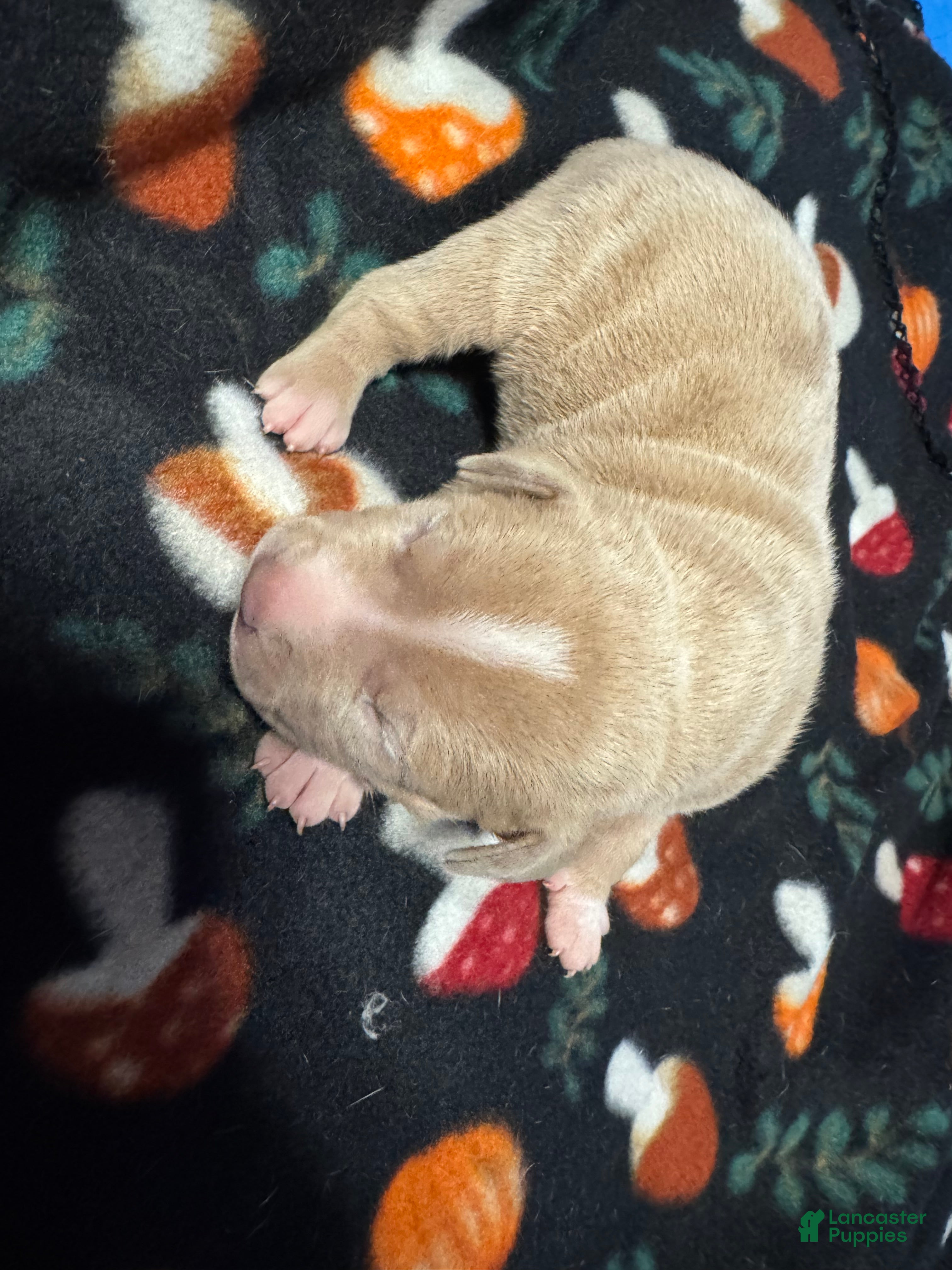 American Bully dogs American Bully Puppy 3 - Ad 1