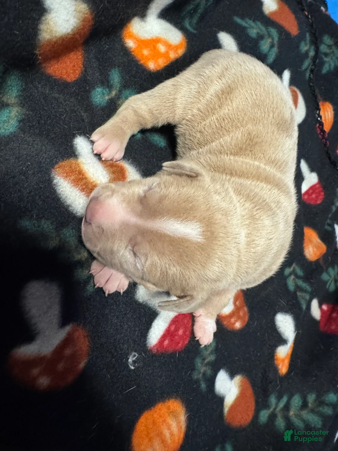 American Bully dogs for sale: American Bully Puppy 3 - Ad 1