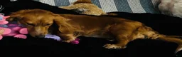 Miniature Dachshund dogs for sale: Miniature Dachshund 3 - Ad 12