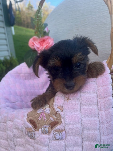 Yorkshire Terrier dogs Rylan - Ad 1