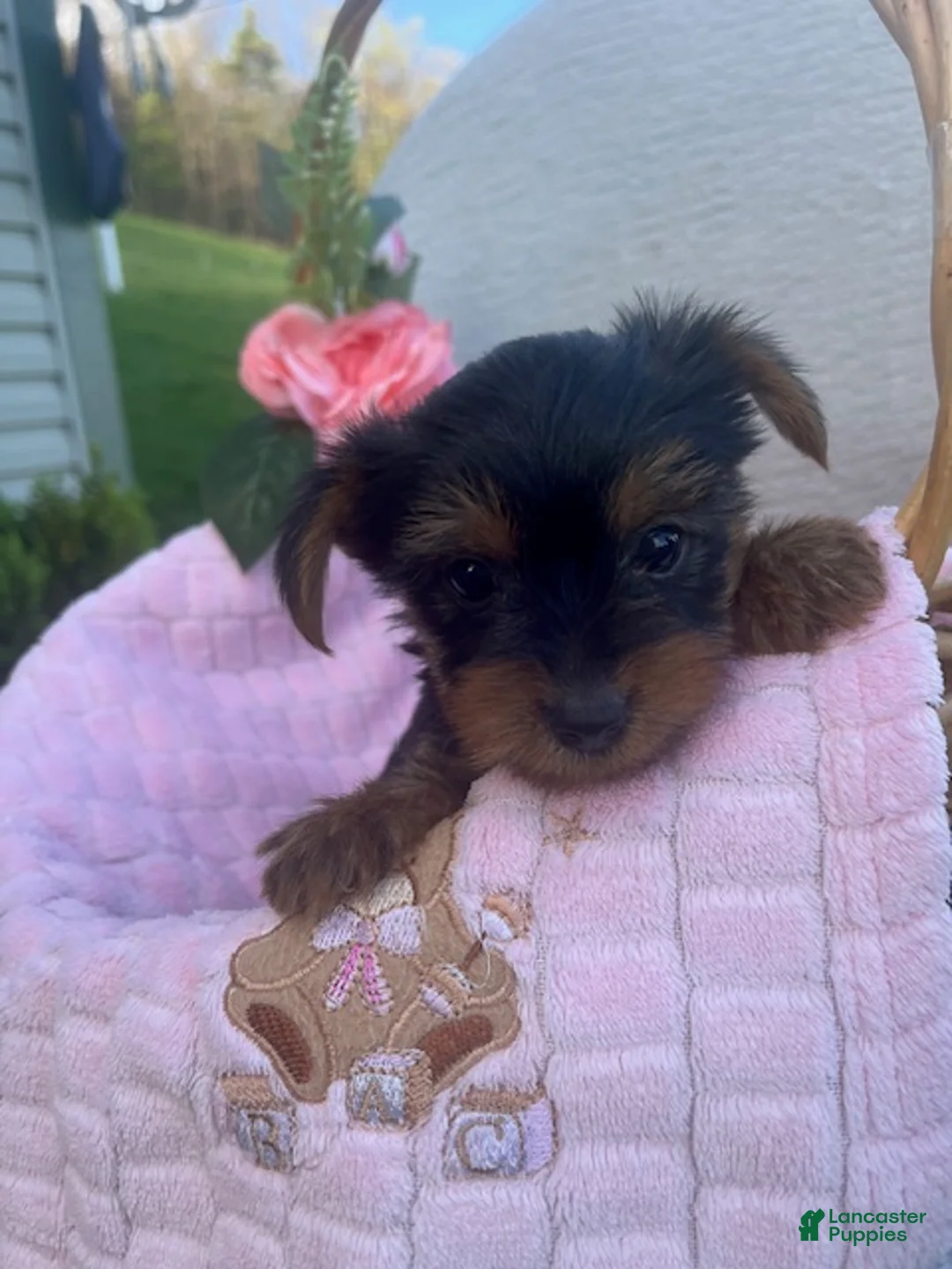 Yorkshire Terrier dogs for sale: Rylan - Ad 1