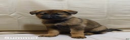 German Shepherd dogs for sale: Summer - Ad 4