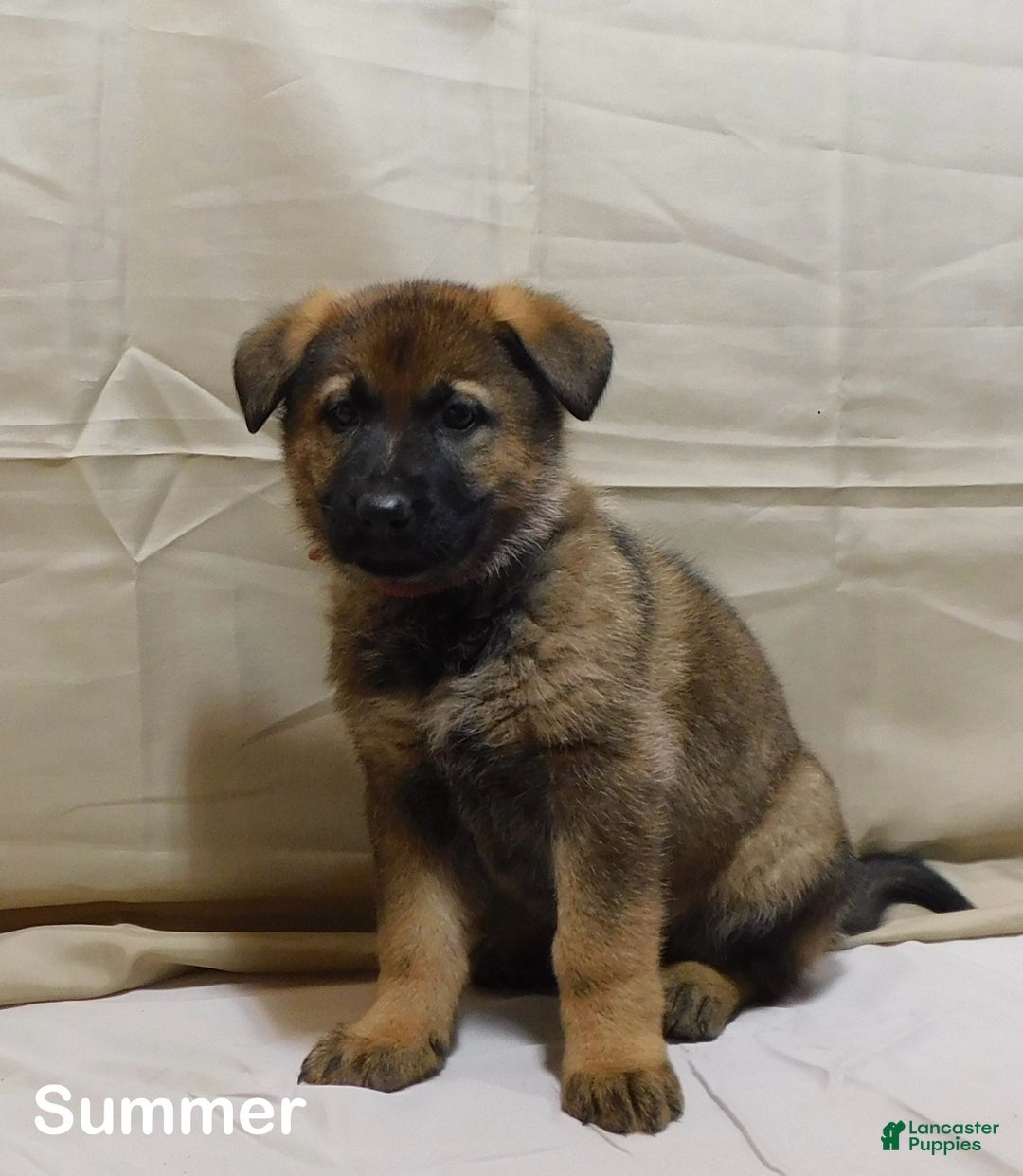 German Shepherd dogs for sale: Summer - Ad 4