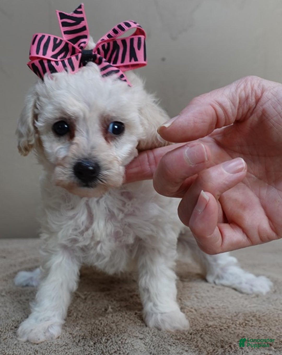 Toy Poodle dogs for sale: Zilla - Ad 2