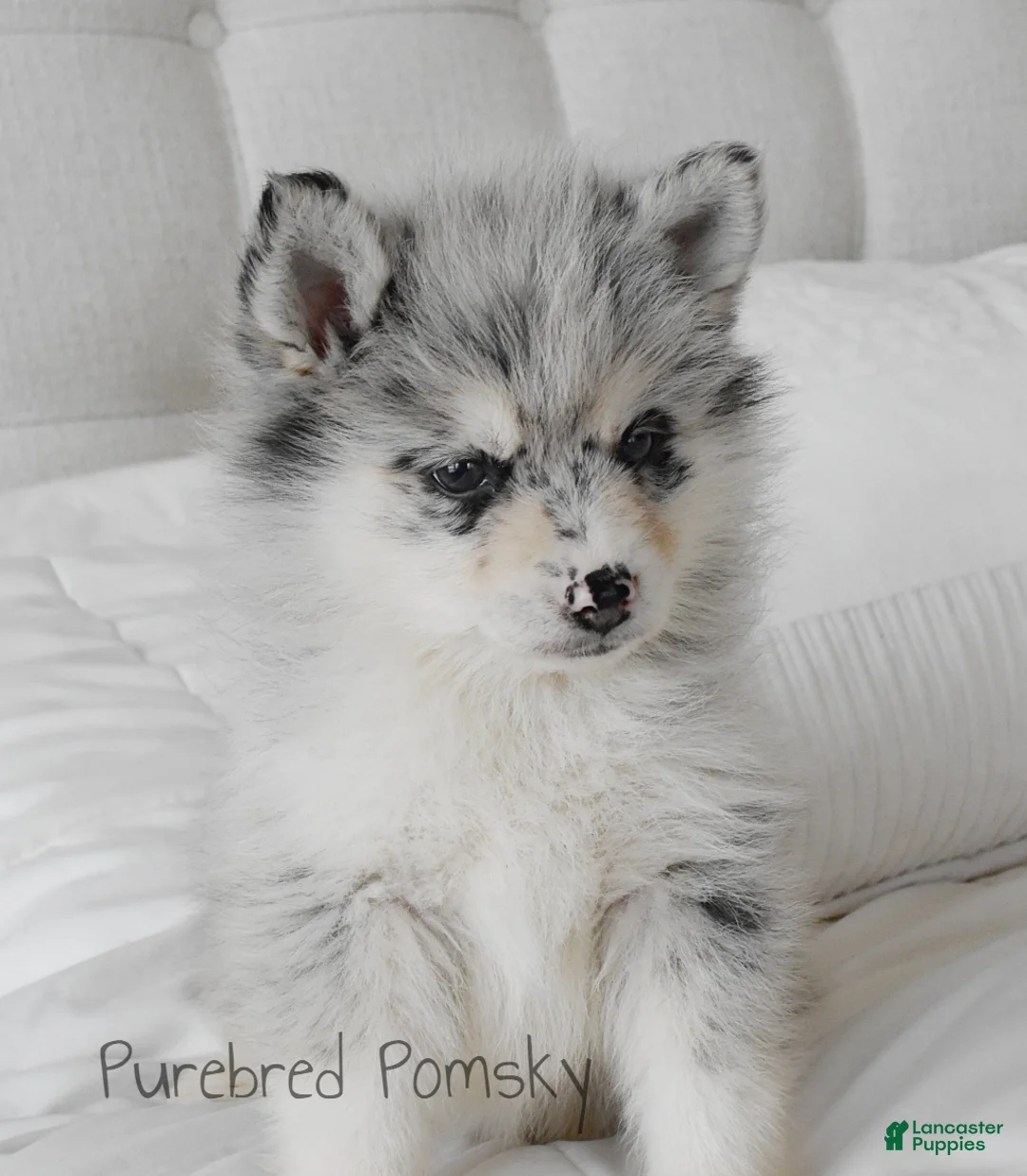 Pomsky dogs for sale: Skye Merle Pomsky - Ad 5