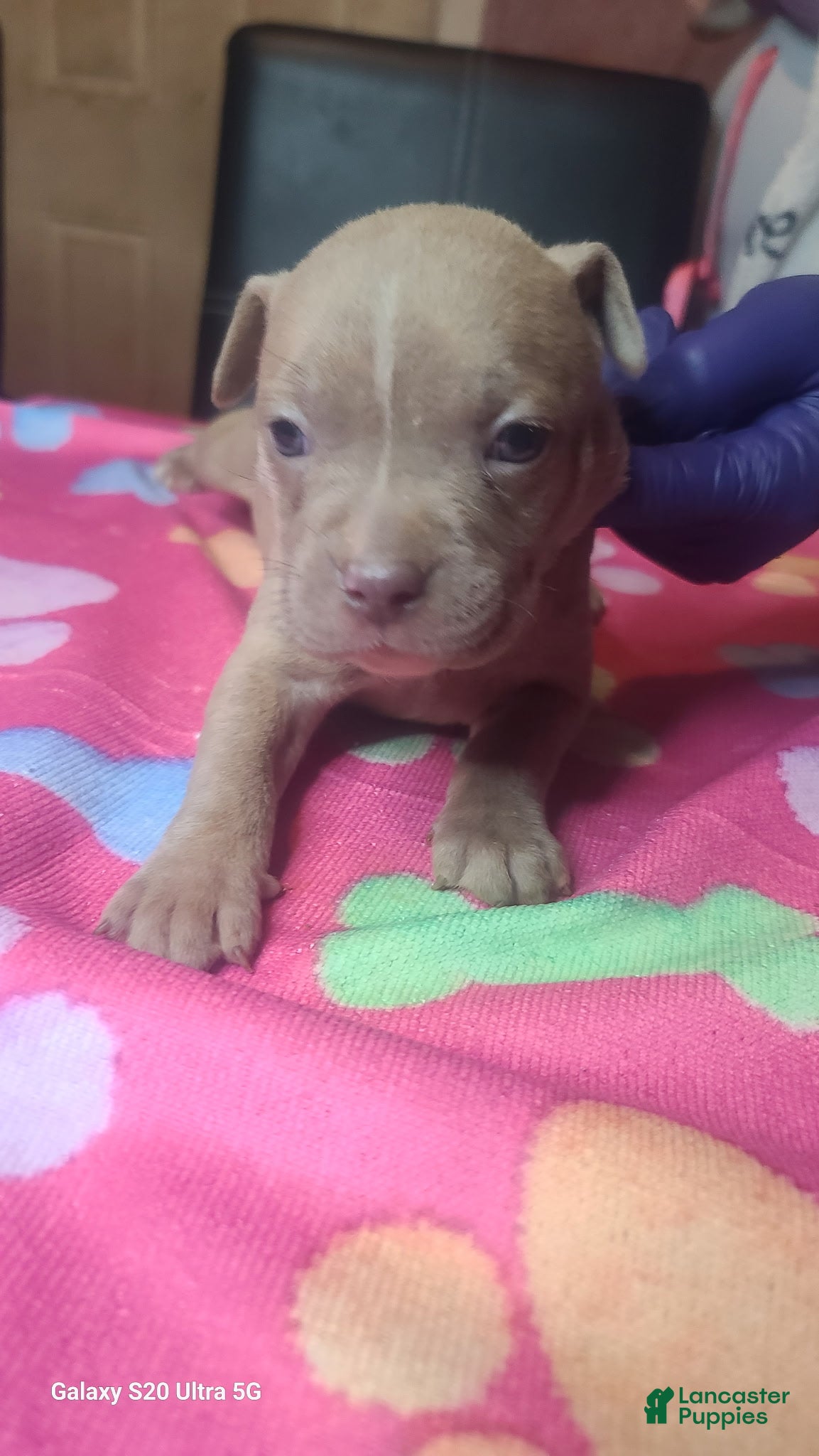 American Bully dogs for sale: American Bully 6 - Ad 1