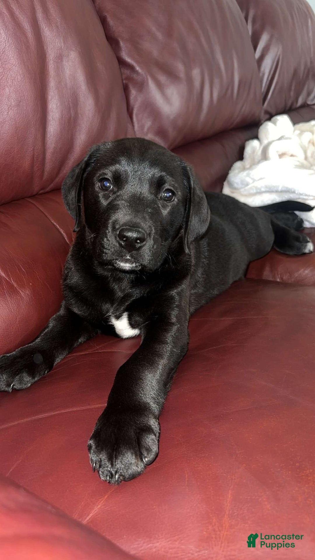 Goldador dogs for sale: Goldador Puppy 1 - Ad 6