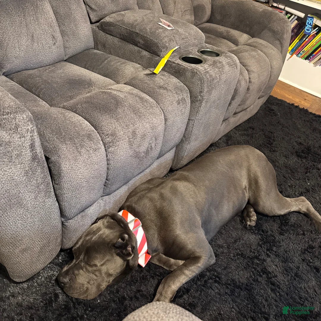 Cane Corso dogs for sale: Cane Corso Puppy 2 - Ad 2