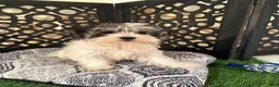 Havanese dogs for sale: Benji Adorable Male Havanese Puppies - Ad 3